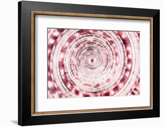 So Pure Collection - Sundial Shell Close-up II-Philippe Hugonnard-Framed Photographic Print