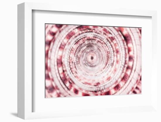 So Pure Collection - Sundial Shell Close-up II-Philippe Hugonnard-Framed Photographic Print