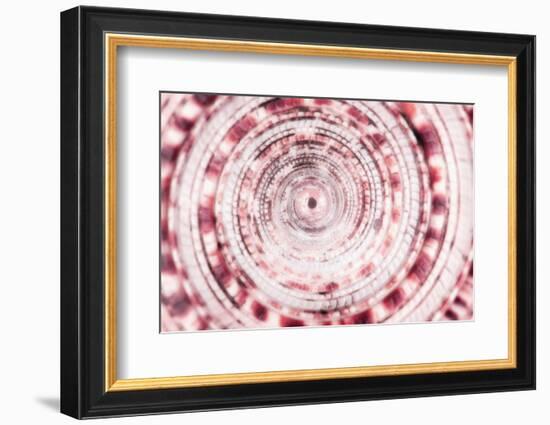 So Pure Collection - Sundial Shell Close-up II-Philippe Hugonnard-Framed Photographic Print