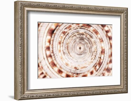 So Pure Collection - Sundial Shell Close-up-Philippe Hugonnard-Framed Photographic Print