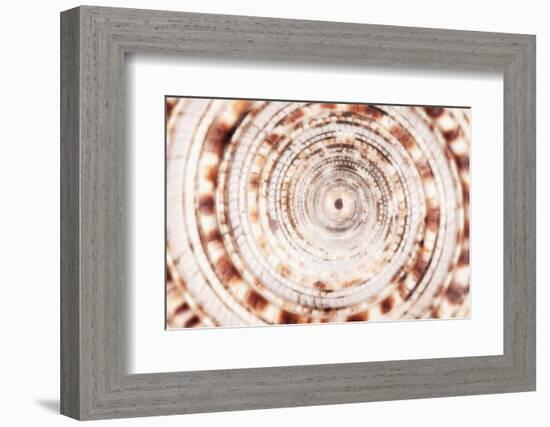 So Pure Collection - Sundial Shell Close-up-Philippe Hugonnard-Framed Photographic Print