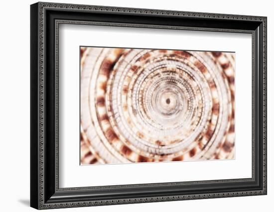 So Pure Collection - Sundial Shell Close-up-Philippe Hugonnard-Framed Photographic Print