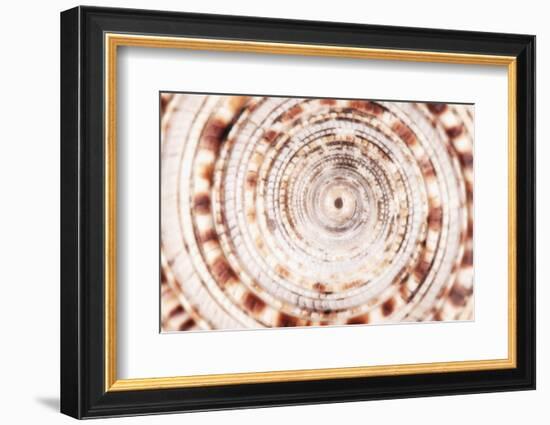 So Pure Collection - Sundial Shell Close-up-Philippe Hugonnard-Framed Photographic Print