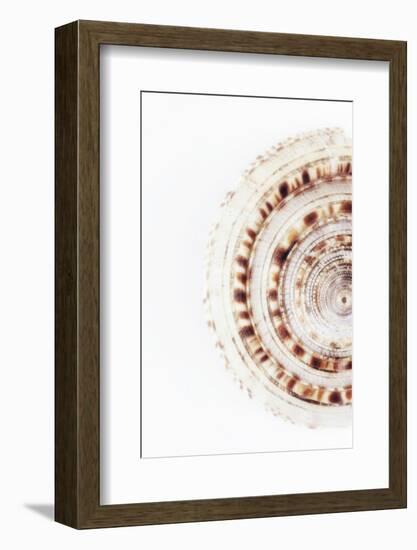 So Pure Collection - Sundial Shell II-Philippe Hugonnard-Framed Photographic Print