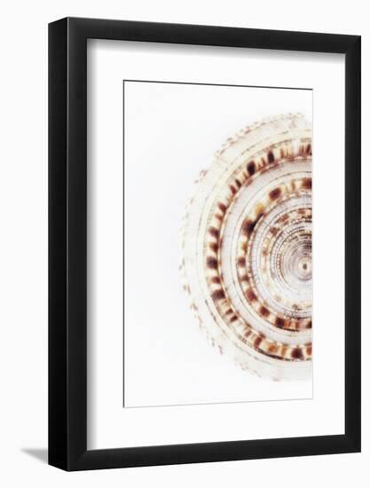 So Pure Collection - Sundial Shell II-Philippe Hugonnard-Framed Photographic Print