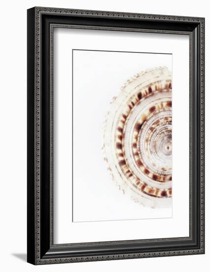 So Pure Collection - Sundial Shell II-Philippe Hugonnard-Framed Photographic Print