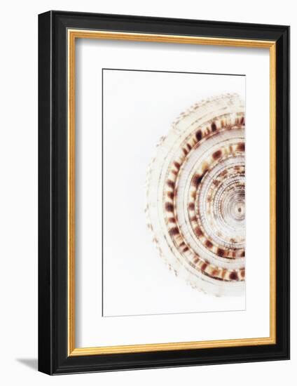 So Pure Collection - Sundial Shell II-Philippe Hugonnard-Framed Photographic Print