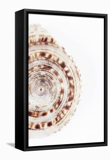 So Pure Collection - Sundial Shell III-Philippe Hugonnard-Framed Premier Image Canvas