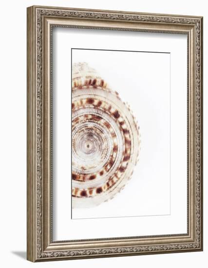 So Pure Collection - Sundial Shell III-Philippe Hugonnard-Framed Photographic Print