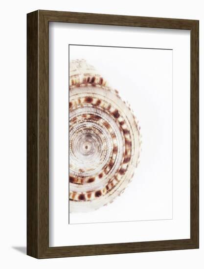 So Pure Collection - Sundial Shell III-Philippe Hugonnard-Framed Photographic Print