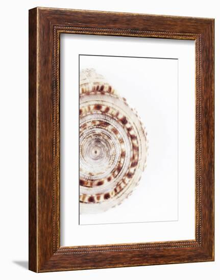 So Pure Collection - Sundial Shell III-Philippe Hugonnard-Framed Photographic Print