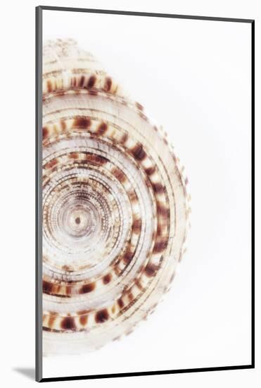 So Pure Collection - Sundial Shell III-Philippe Hugonnard-Mounted Photographic Print