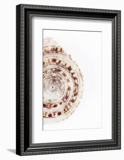 So Pure Collection - Sundial Shell III-Philippe Hugonnard-Framed Photographic Print