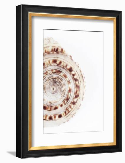 So Pure Collection - Sundial Shell III-Philippe Hugonnard-Framed Photographic Print