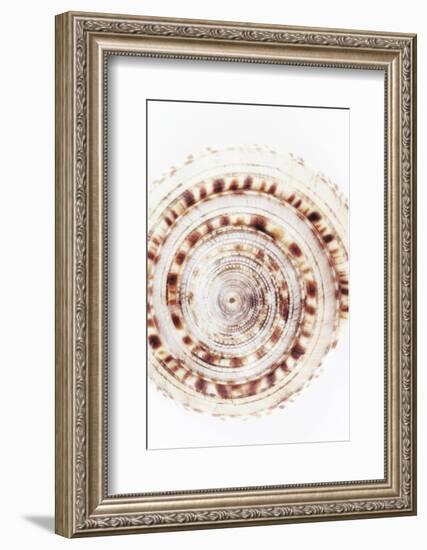So Pure Collection - Sundial Shell IV-Philippe Hugonnard-Framed Photographic Print