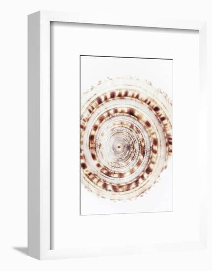 So Pure Collection - Sundial Shell IV-Philippe Hugonnard-Framed Photographic Print