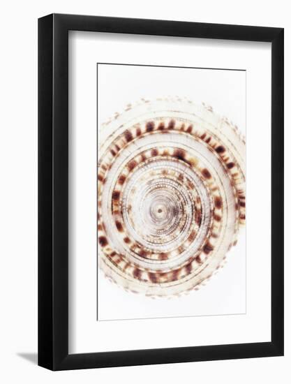 So Pure Collection - Sundial Shell IV-Philippe Hugonnard-Framed Photographic Print