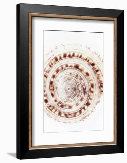 So Pure Collection - Sundial Shell IV-Philippe Hugonnard-Framed Photographic Print