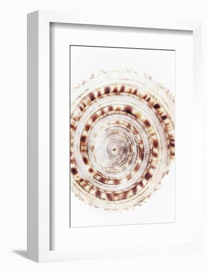 So Pure Collection - Sundial Shell IV-Philippe Hugonnard-Framed Photographic Print