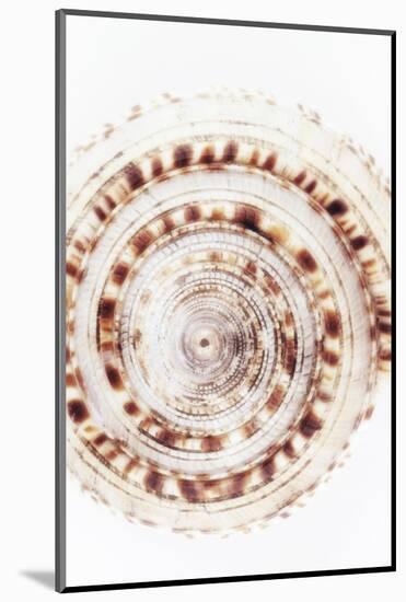 So Pure Collection - Sundial Shell IV-Philippe Hugonnard-Mounted Photographic Print