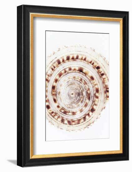 So Pure Collection - Sundial Shell IV-Philippe Hugonnard-Framed Photographic Print