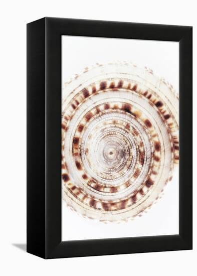So Pure Collection - Sundial Shell IV-Philippe Hugonnard-Framed Premier Image Canvas