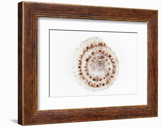 So Pure Collection - Sundial Shell-Philippe Hugonnard-Framed Photographic Print