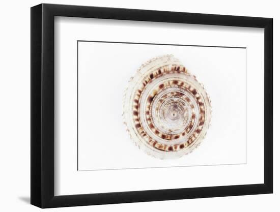 So Pure Collection - Sundial Shell-Philippe Hugonnard-Framed Photographic Print