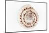 So Pure Collection - Sundial Shell-Philippe Hugonnard-Mounted Photographic Print