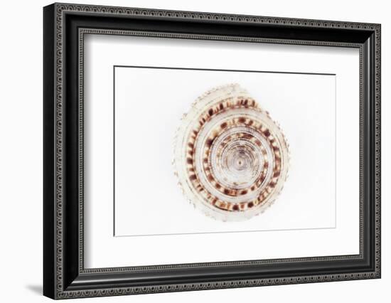 So Pure Collection - Sundial Shell-Philippe Hugonnard-Framed Photographic Print