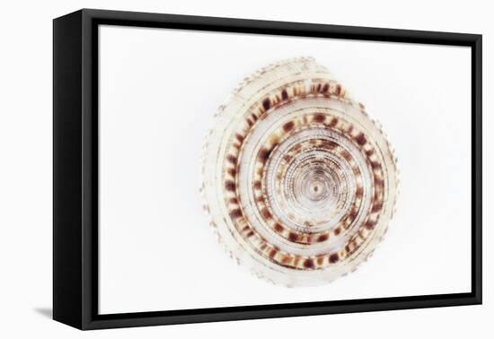 So Pure Collection - Sundial Shell-Philippe Hugonnard-Framed Premier Image Canvas