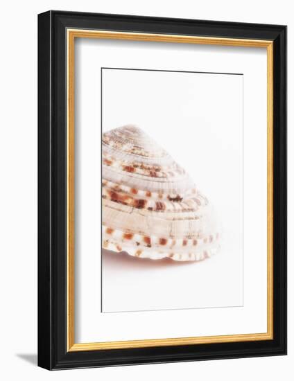 So Pure Collection - Swirl Sundial Sea Shell II-Philippe Hugonnard-Framed Photographic Print