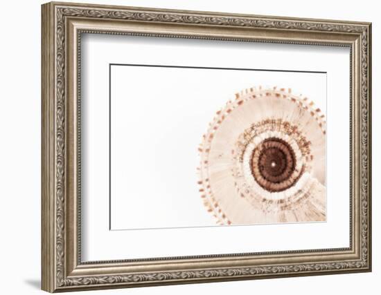 So Pure Collection - Swirl Sundial Sea Shell III-Philippe Hugonnard-Framed Photographic Print