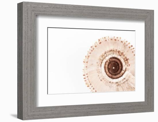 So Pure Collection - Swirl Sundial Sea Shell III-Philippe Hugonnard-Framed Photographic Print