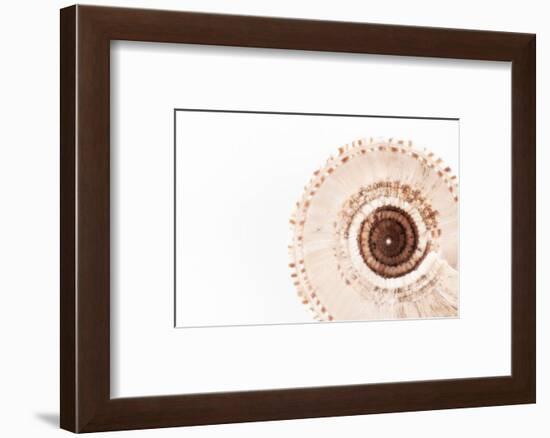 So Pure Collection - Swirl Sundial Sea Shell III-Philippe Hugonnard-Framed Photographic Print