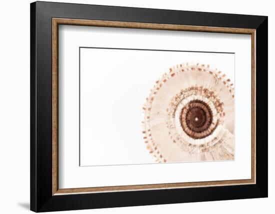 So Pure Collection - Swirl Sundial Sea Shell III-Philippe Hugonnard-Framed Photographic Print