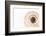 So Pure Collection - Swirl Sundial Sea Shell III-Philippe Hugonnard-Framed Photographic Print