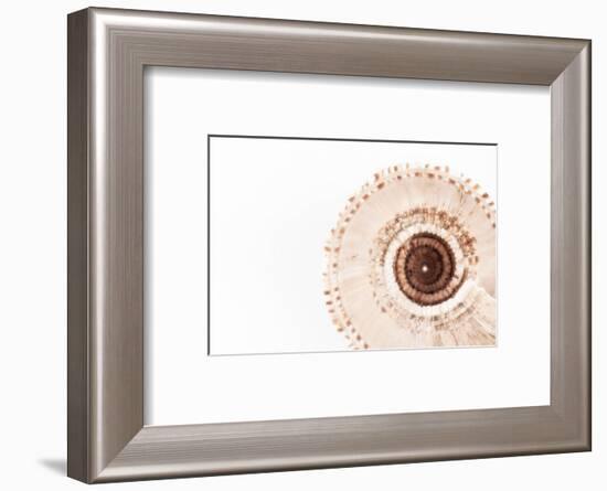 So Pure Collection - Swirl Sundial Sea Shell III-Philippe Hugonnard-Framed Photographic Print