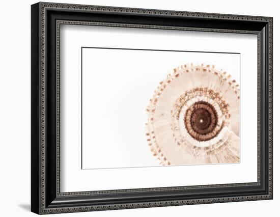 So Pure Collection - Swirl Sundial Sea Shell III-Philippe Hugonnard-Framed Photographic Print