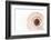 So Pure Collection - Swirl Sundial Sea Shell III-Philippe Hugonnard-Framed Photographic Print