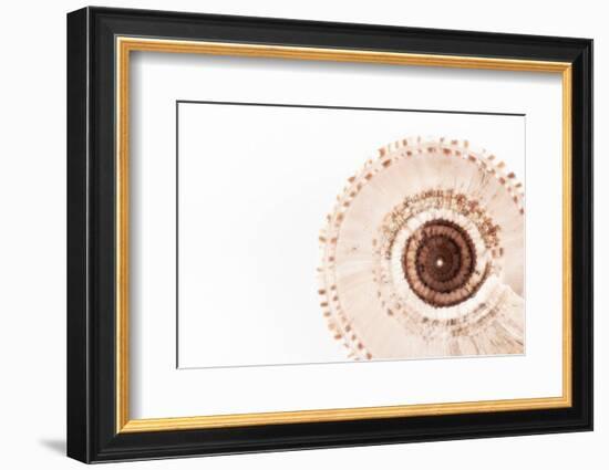 So Pure Collection - Swirl Sundial Sea Shell III-Philippe Hugonnard-Framed Photographic Print