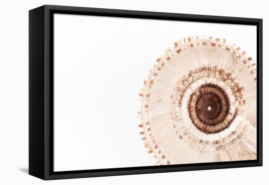 So Pure Collection - Swirl Sundial Sea Shell III-Philippe Hugonnard-Framed Premier Image Canvas