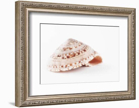 So Pure Collection - Swirl Sundial Sea Shell-Philippe Hugonnard-Framed Photographic Print