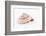 So Pure Collection - Swirl Sundial Sea Shell-Philippe Hugonnard-Framed Photographic Print