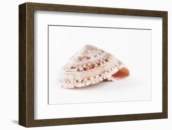 So Pure Collection - Swirl Sundial Sea Shell-Philippe Hugonnard-Framed Photographic Print