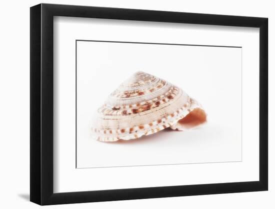 So Pure Collection - Swirl Sundial Sea Shell-Philippe Hugonnard-Framed Photographic Print