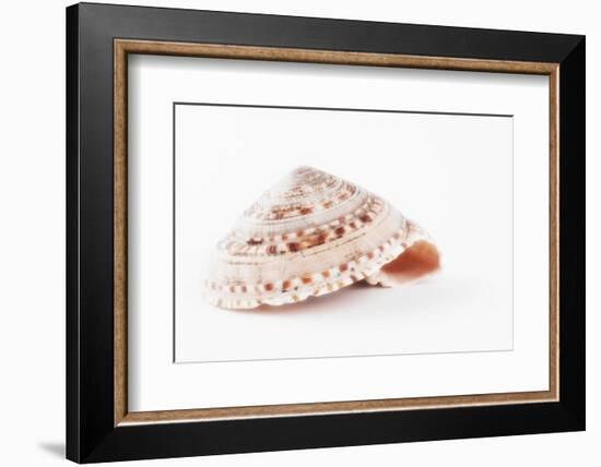 So Pure Collection - Swirl Sundial Sea Shell-Philippe Hugonnard-Framed Photographic Print