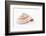 So Pure Collection - Swirl Sundial Sea Shell-Philippe Hugonnard-Framed Photographic Print