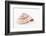 So Pure Collection - Swirl Sundial Sea Shell-Philippe Hugonnard-Framed Photographic Print