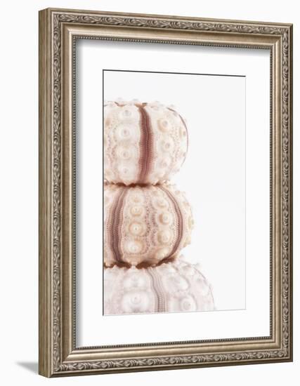 So Pure Collection - Tree White Sea Urchin shells II-Philippe Hugonnard-Framed Photographic Print
